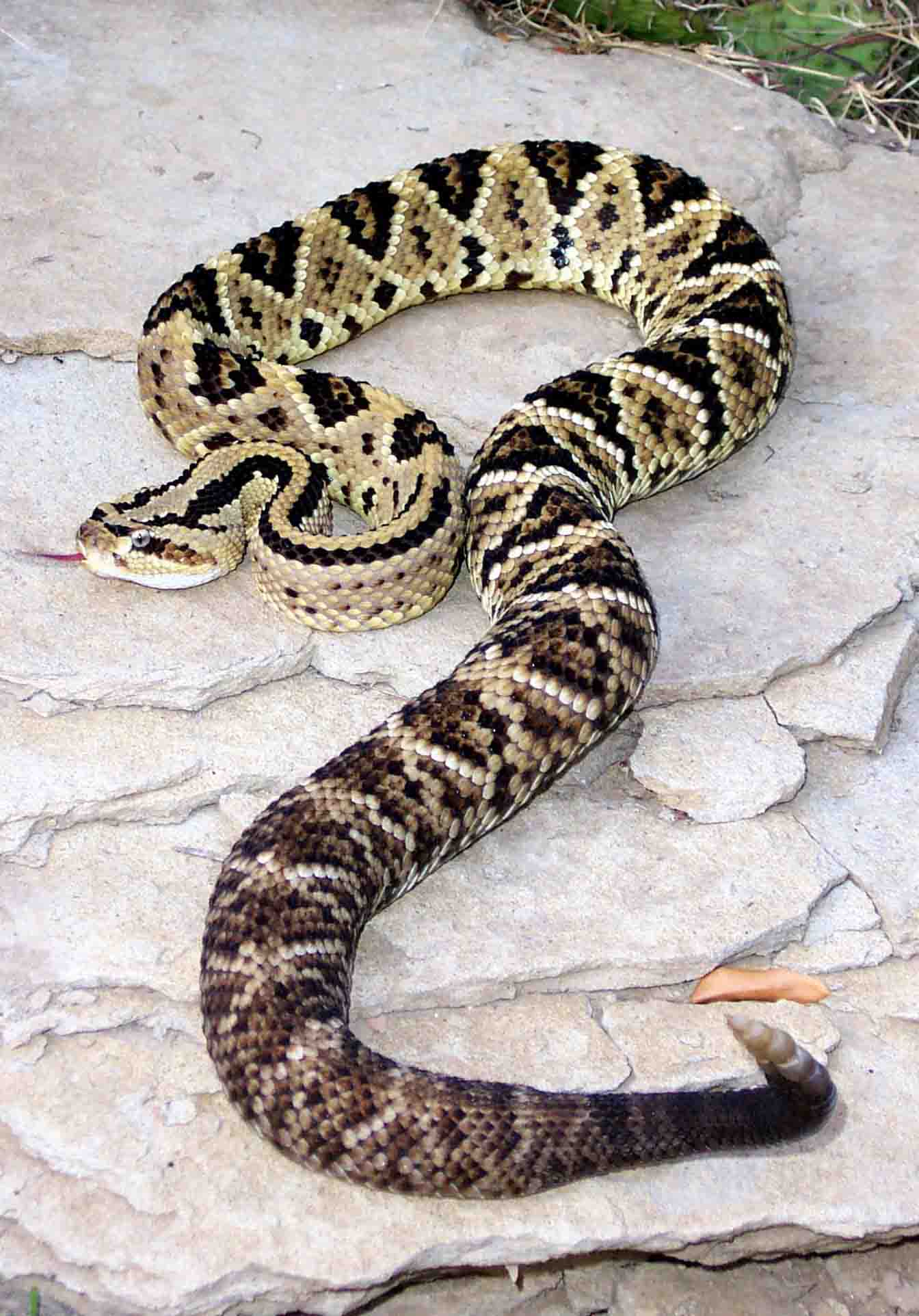 Crotalus zabcan